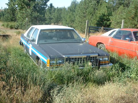 1999 Ford Crown Victoria - A dark blue and white police car with blue stripes sits in tall grass next to an orange car.