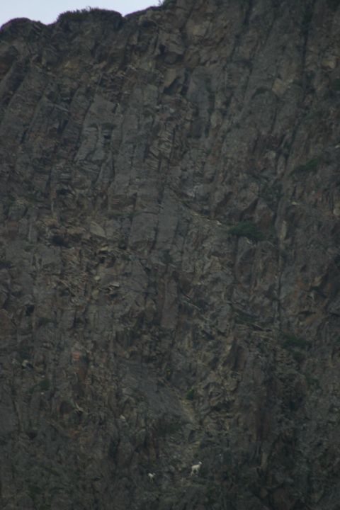 2003 Jeep TJ - Two mountain goats navigate a steep, rocky cliff face under a hazy sky.
