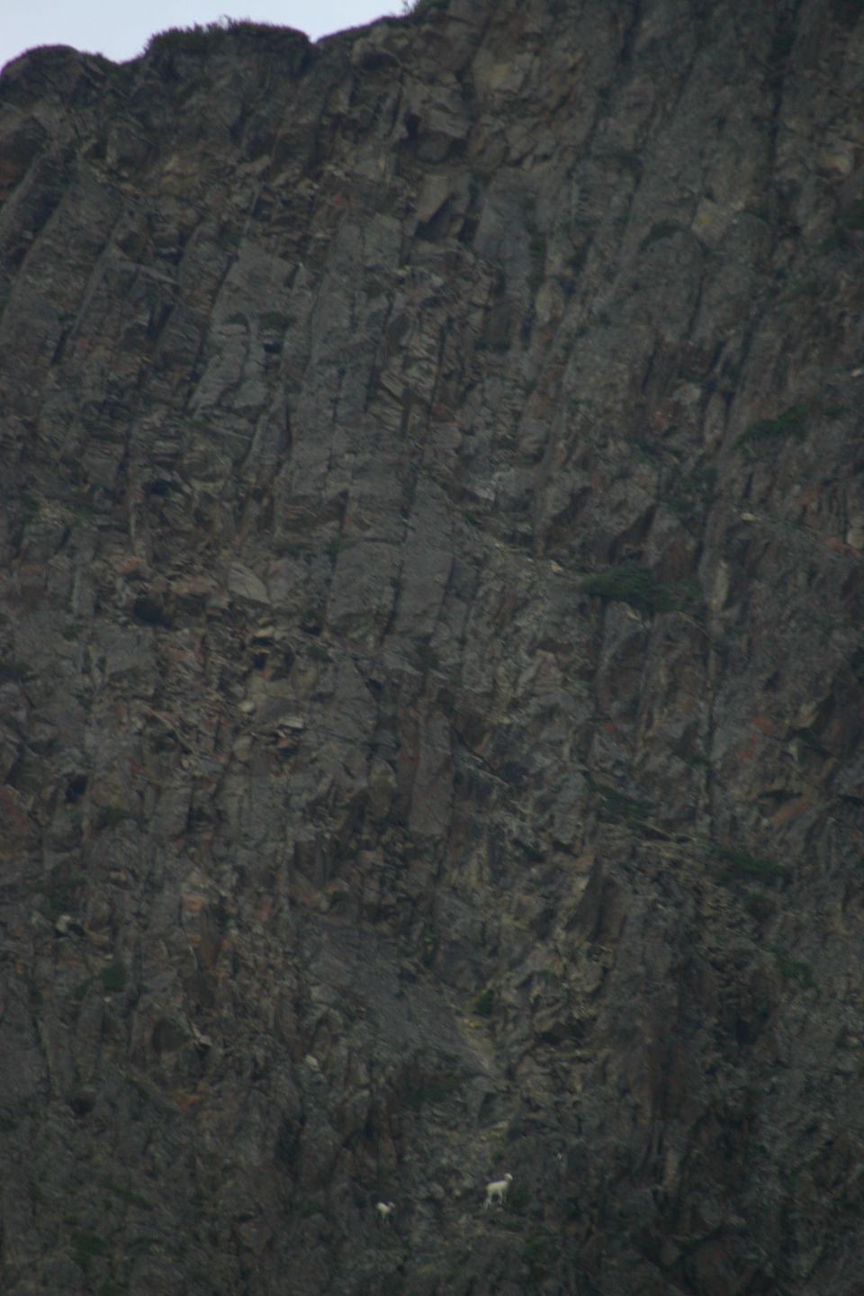 Two mountain goats on a dark, rocky cliff face
