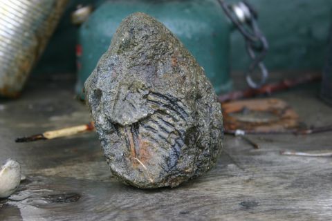 2003 Jeep TJ - Fossil of something found in the drainage area.