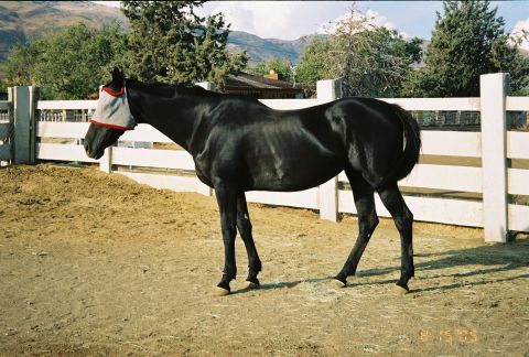 1968 Ford Mustang - A black horse stands in a fenced enclosure, wearing a fly mask to protect its face from insects.