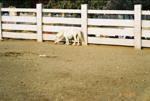 1968 Ford Mustang - A white pony grazes near a fence, with a partial view of a white vehicle in the background.