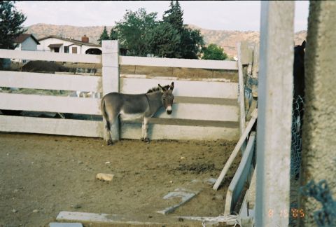 1968 Ford Mustang - A donkey stands in a dusty enclosure, with houses and trees visible in the background. The date 8 15 '05 is visible in the lower right corn…