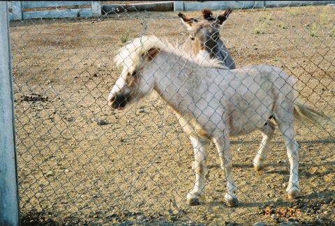 1968 Ford Mustang - A pony and a donkey are behind a fence in an outdoor enclosure.