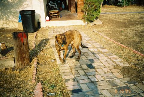 1968 Ford Mustang - A brindle dog walks down a brick pathway in front of a house with a porch.