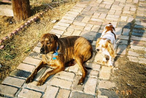 1968 Ford Mustang - Two dogs relax on a sun-drenched brick pathway next to dry grass.