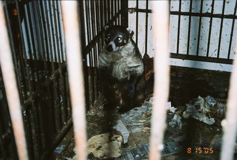 1968 Ford Mustang - A coati is seen inside a cage, with debris on the floor and a date stamp of 8 15 05 visible.