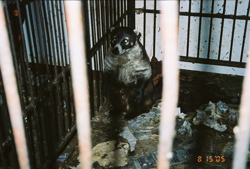 Coati in a cage with date stamp 8 15 05