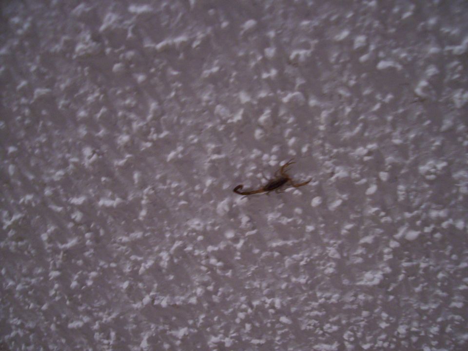 scorpion on a textured wall