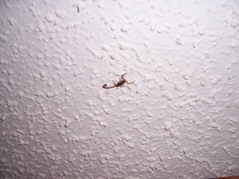 1995 Ford Bronco - A scorpion is visible on a textured ceiling, with a watermark at the bottom right.