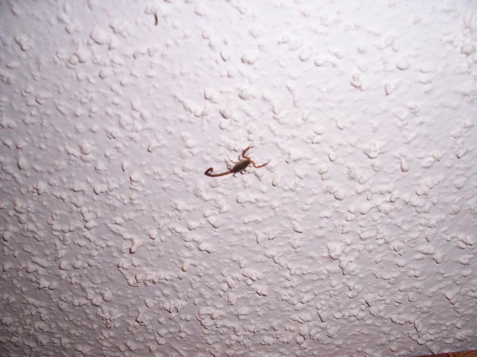 Scorpion on a white textured ceiling. Watermark reads SUPERMOTORS.NET