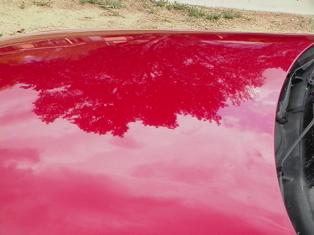 Close-up of a glossy red car roof and rear glass reflecting trees and sky