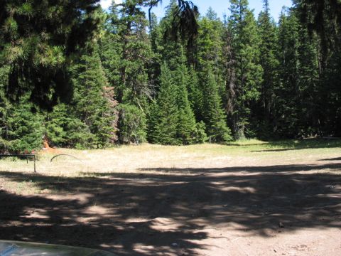 1982 Ford Customline - A sun-dappled clearing in a dense forest, with a watermark indicating the source as Supermotors.net.