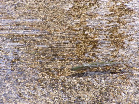1967 Ford Bronco - Fish swim in a clear, shallow stream with a rocky bottom.