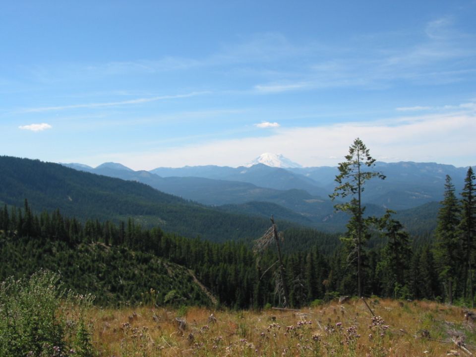 Ridge-top view over pine-covered hills toward a distant snow-capped mountain
