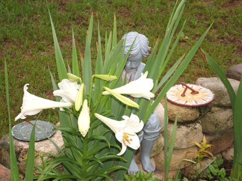 1966 Ford Ranchero - A garden scene with a statue, white lilies, and a sundial.