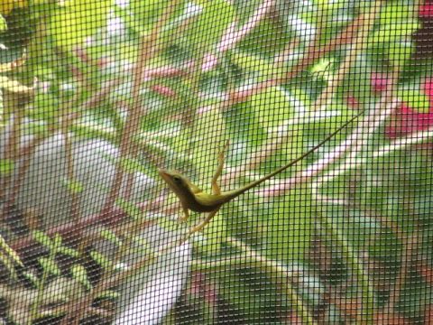 1966 Ford Ranchero - A small lizard is seen on a window screen, with lush green plants visible through the mesh.