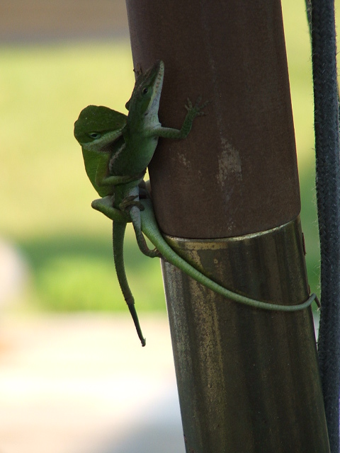 1966 Ford Ranchero - Two green anoles are intertwined on a pole, with a Supermotors.net watermark visible at the bottom.