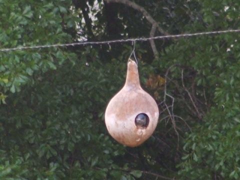 1966 Ford Ranchero - A birdhouse made from a gourd hangs from a wire, with a bird visible inside the opening.