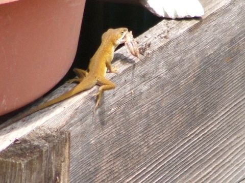 1966 Ford Ranchero - A lizard is captured mid-meal on a wooden surface.