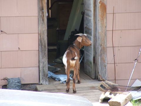 1966 Ford Ranchero - A goat stands in the doorway of a building with wooden siding.