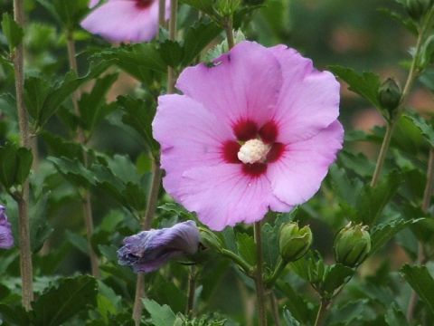 1966 Ford Ranchero - A vibrant pink hibiscus bloom is the focus, surrounded by lush green foliage and developing buds.