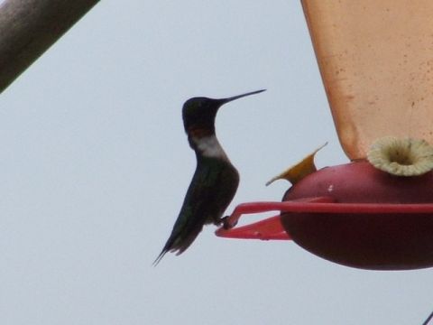 1966 Ford Ranchero - A hummingbird pauses on a feeder, its iridescent feathers catching the light.