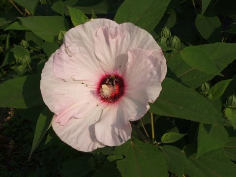 1966 Ford Ranchero - A close-up of a pink hibiscus flower with a bee inside, surrounded by green leaves and buds. Text from Supermotors.net is visible.