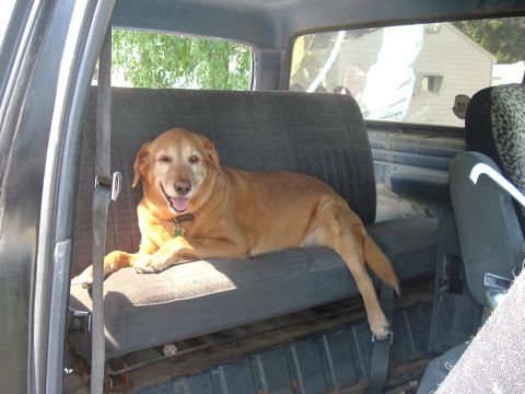 1989 Ford Bronco - Hunny