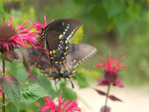 1966 Ford Ranchero - Butterflies are seen feeding on nectar from pink flowers in a garden.
