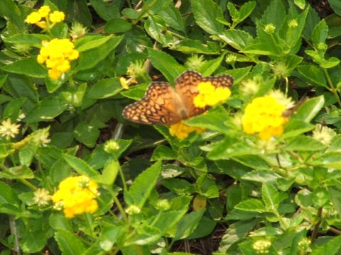1966 Ford Ranchero - Butterfly resting on yellow flowers, with Supermotors.net logo visible.