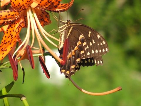 1966 Ford Ranchero - A butterfly rests on a tiger lily, its wings displaying intricate patterns.