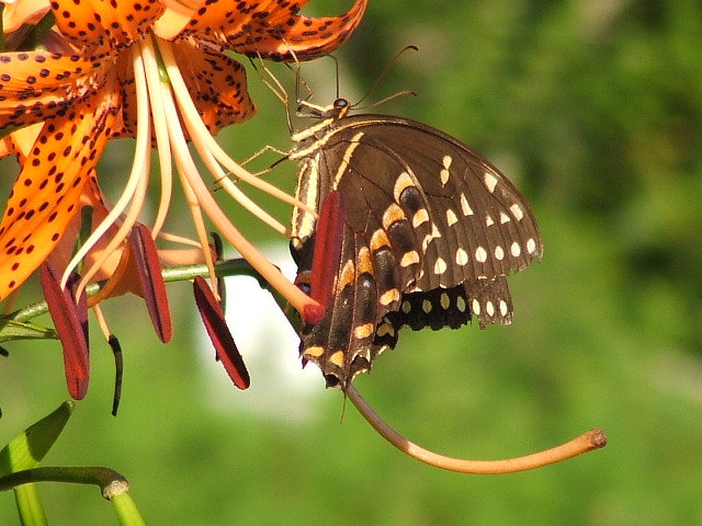 Butterfly on orange lily with black spots