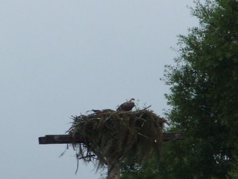 1966 Ford Ranchero - An osprey sits in its nest atop a wooden structure, with a tree visible to the right.