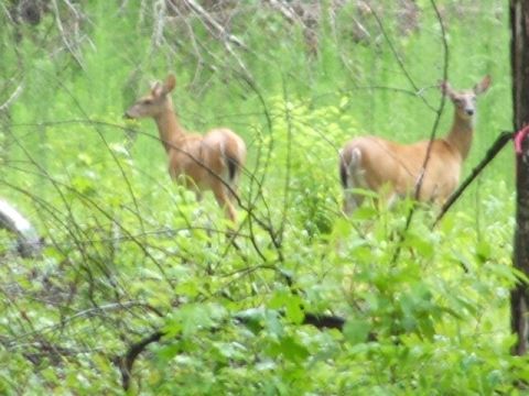 1966 Ford Ranchero - Two deer are seen grazing in a lush, green forest environment.