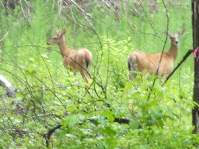 Two deer in a wooded area with green foliage