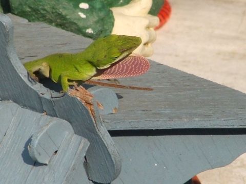 1966 Ford Ranchero - A green anole lizard displays its dewlap while perched on a weathered blue wooden surface.