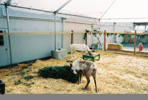 1990 Ford Bronco - A festive scene reindeer in an enclosure, complete with hay and a Christmas tree, while a child observes from the background.