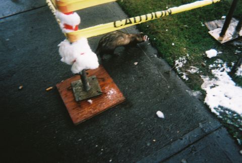 1990 Ford Bronco - A ferret is seen near caution tape and some snow on the ground.