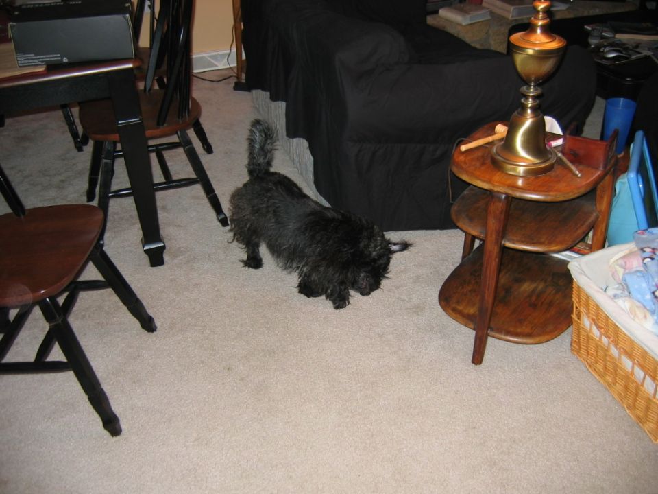 Black dog sniffing carpet in a room with chairs, a table, and a couch