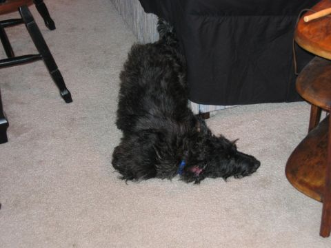 1985 Ford LTD Crown Victoria - A black dog rests on a carpeted floor near furniture, with its head down.