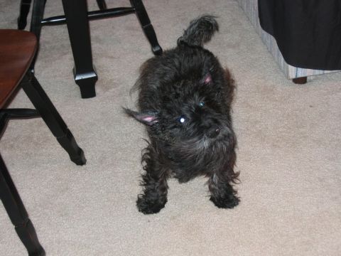 1985 Ford LTD Crown Victoria - A small black dog with bright eyes looks up from a carpeted floor.
