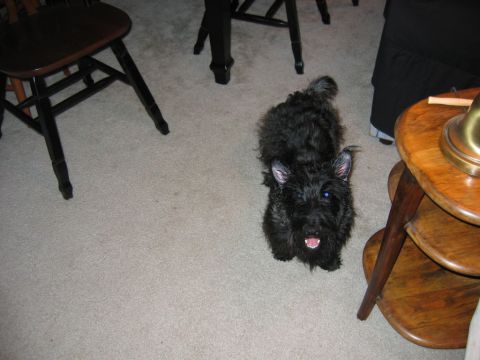 1985 Ford LTD Crown Victoria - A black scottish terrier dog looks up from a carpeted floor, surrounded by furniture.