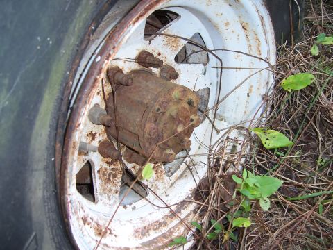 1983 Ford Bronco - Close-up of a white-painted steel wagon wheel with triangular slots, showing a heavily rusted manual locking hub and corroded lug studs at…