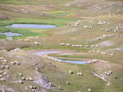1986 Ford Bronco - Sheep graze on a grassy hillside dotted with small ponds under a bright sky.