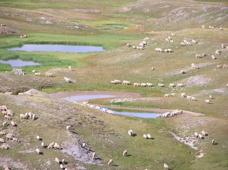 Flock of sheep grazing on rolling hills with two small ponds