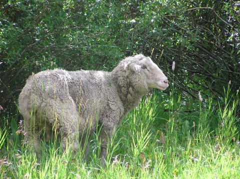 1986 Ford Bronco - A sheep stands in a grassy field with trees behind it.