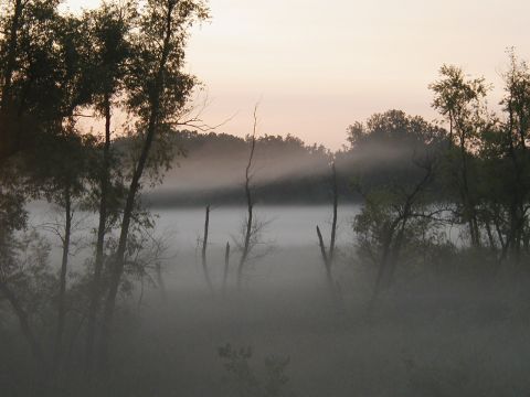 1978 Ford Bronco - A , foggy morning scene unfolds with silhouetted trees and a calm body of water, creating a tranquil atmosphere.
