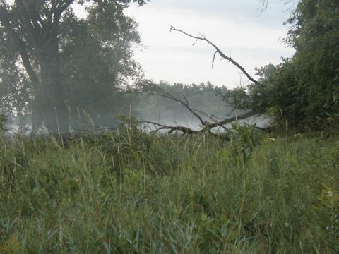 1978 Ford Bronco - A misty landscape with trees and tall grass, likely taken in the early morning.