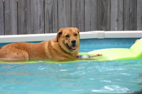 1994 Ford Bronco - A dog enjoys a cool dip in the pool on a hot day.